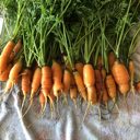 picture of carrot harvest