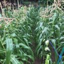 corn rows pollenating