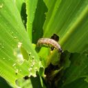 corn borers worm