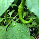 jalapeño pepper growing