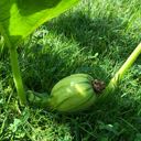 picture of small green pumpkin